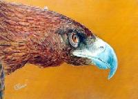 Golden Eagle
