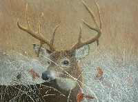 Frosty Morning - Buck Whitetail